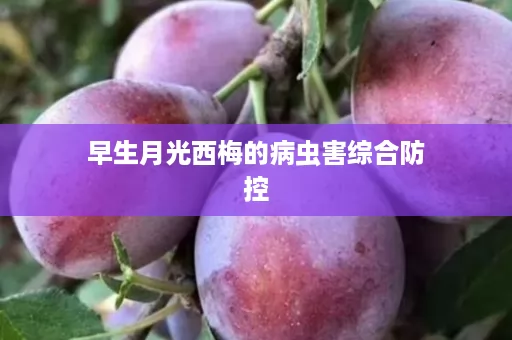 早生月光西梅的病虫害综合防控 早生月光西梅的病虫害综合防控