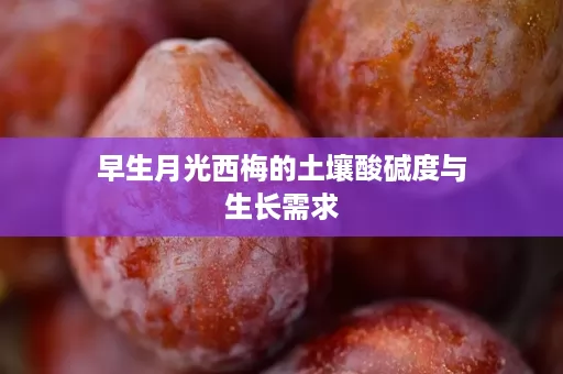 早生月光西梅的土壤酸碱度与生长需求