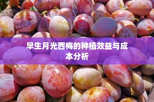 早生月光西梅的种植效益与成本分析