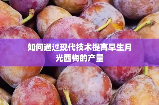 如何通过现代技术提高早生月光西梅的产量