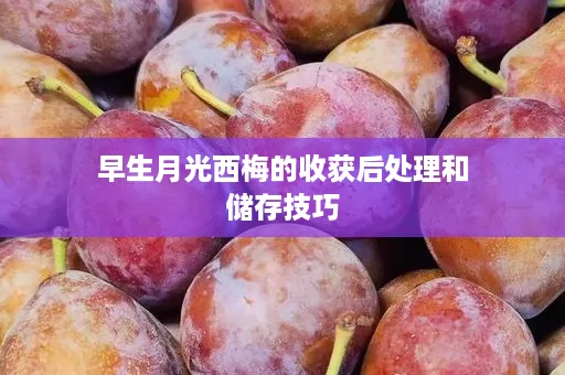 早生月光西梅的收获后处理和储存技巧