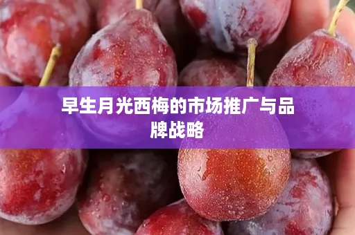 早生月光西梅的市场推广与品牌战略