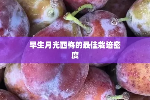 早生月光西梅的最佳栽培密度