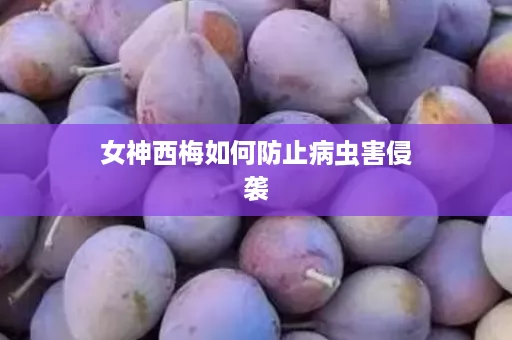 女神西梅如何防止病虫害侵袭 女神西梅如何防止病虫害侵袭