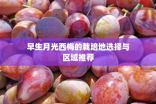早生月光西梅的栽培地选择与区域推荐