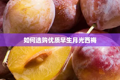 如何选购优质早生月光西梅