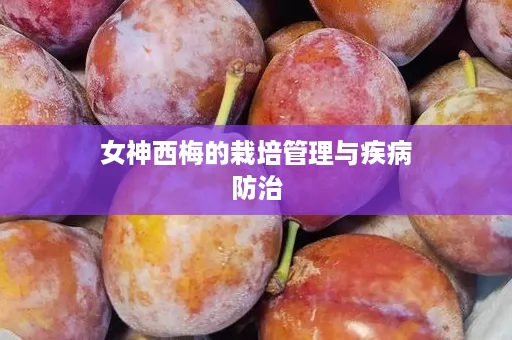 女神西梅的栽培管理与疾病防治