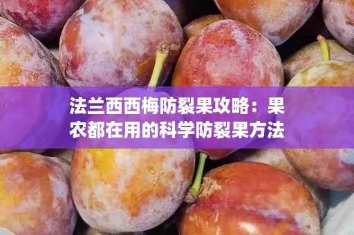 法兰西西梅防裂果攻略：果农都在用的科学防裂果方法