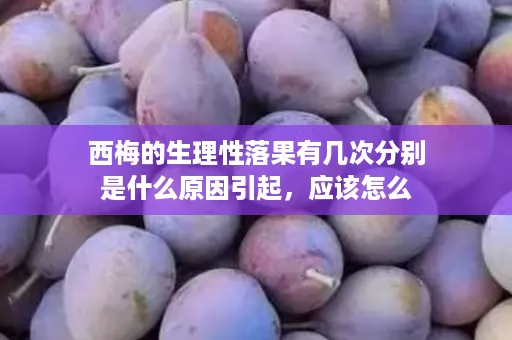 西梅的生理性落果有几次分别是什么原因引起，应该怎么预防