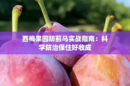 西梅果园防蓟马实战指南：科学防治保住好收成