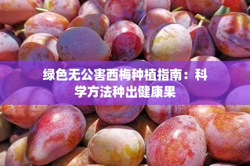 绿色无公害西梅种植指南：科学方法种出健康果