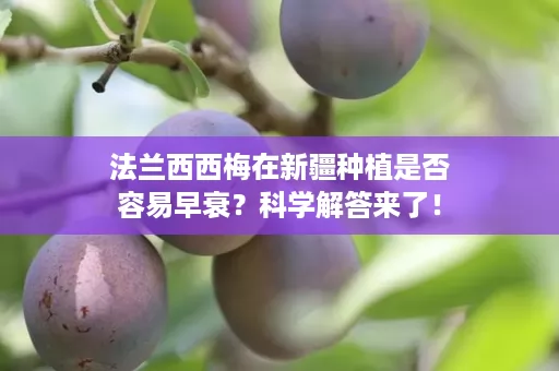 法兰西西梅在新疆种植是否容易早衰？科学解答来了！