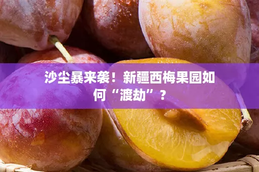 沙尘暴来袭！新疆西梅果园如何“渡劫”？