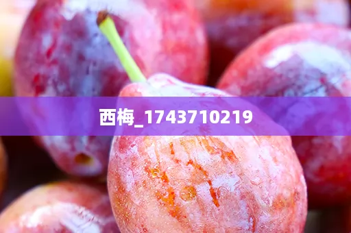 西梅_1743710219