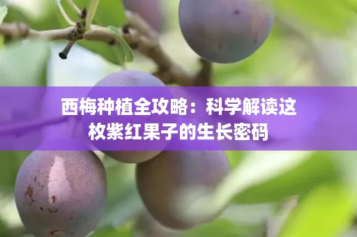 西梅种植全攻略：科学解读这枚紫红果子的生长密码
