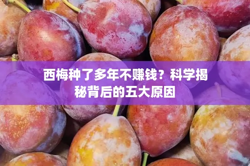 西梅种了多年不赚钱？科学揭秘背后的五大原因