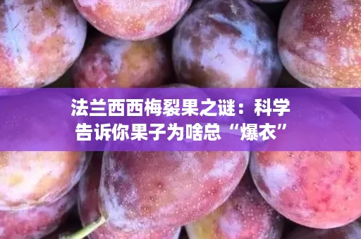 法兰西西梅裂果之谜：科学告诉你果子为啥总“爆衣”