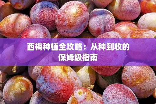 西梅种植全攻略：从种到收的保姆级指南