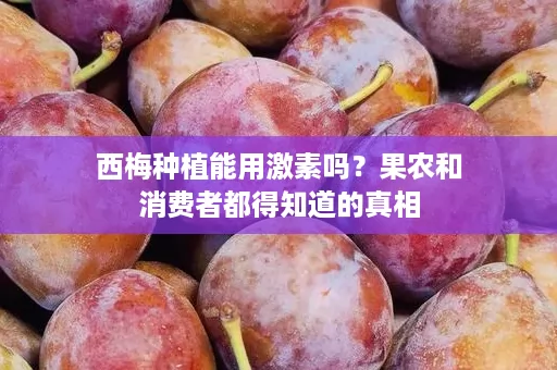 西梅种植能用激素吗？果农和消费者都得知道的真相