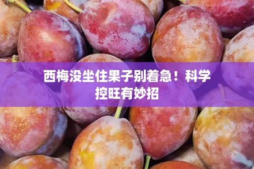 西梅没坐住果子别着急！科学控旺有妙招