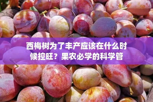 西梅树为了丰产应该在什么时候控旺？果农必学的科学管理技巧