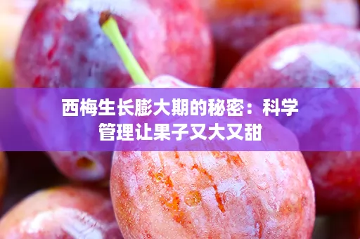 西梅生长膨大期的秘密：科学管理让果子又大又甜