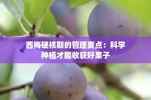 西梅硬核期的管理要点：科学种植才能收获好果子