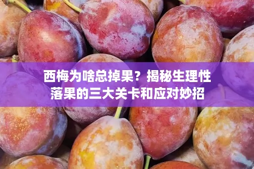 西梅为啥总掉果？揭秘生理性落果的三大关卡和应对妙招