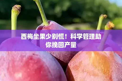 西梅坐果少别慌！科学管理助你挽回产量