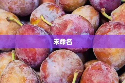 云南地区西梅园选址要注意哪些问题