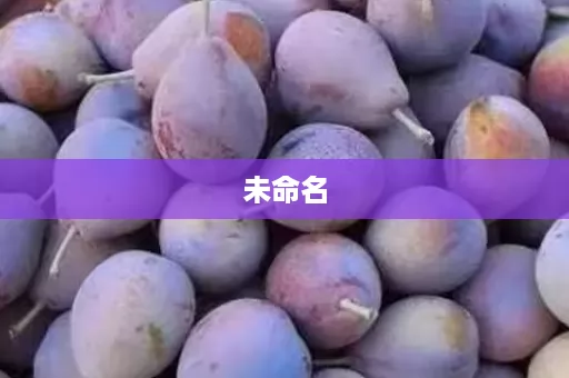 种植西梅应该选择什么样的土壤