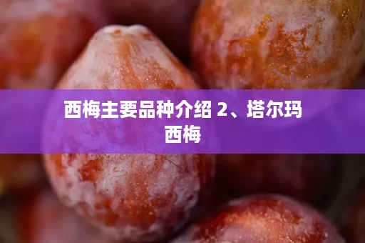 西梅主要品种介绍 2、塔尔玛西梅