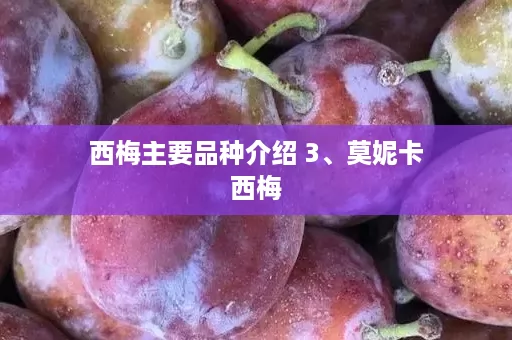 西梅主要品种介绍 3、莫妮卡西梅